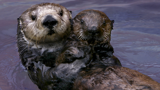 Toola the southern sea otter (Enhydra lutris nereis), acting as a surrogate mom to orphaned SORAC pup #327. Monterey, CA.
