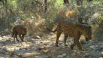 These endangered jaguars are part of a breeding population located near southern arizona .