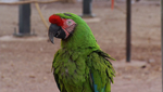 Just one of the seven hundred plus birds at the Oasis Parrot Sanctuary.