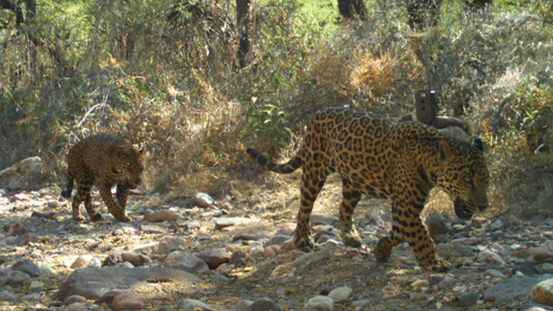 These endangered jaguars are part of a breeding population located near in Sonora, Mexico . 