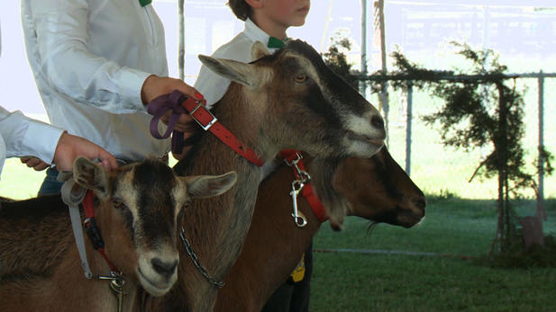 4H students display their goats at a 4H competition. 