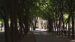 These olive trees at the U of A provide shade and beauty to the campus and its visitors.