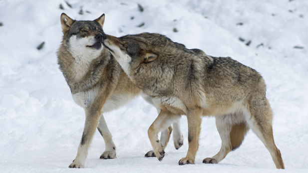 nature_lovd_animal_wolf_spot