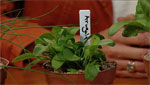 Arugula is just one of the plants that can be started in Tucson winters.