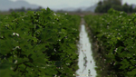 Some of the lush vegetation growing at Ramona Farms