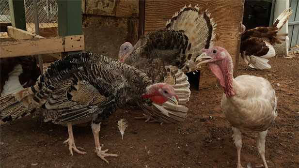 Heriloom turkey varieties. 