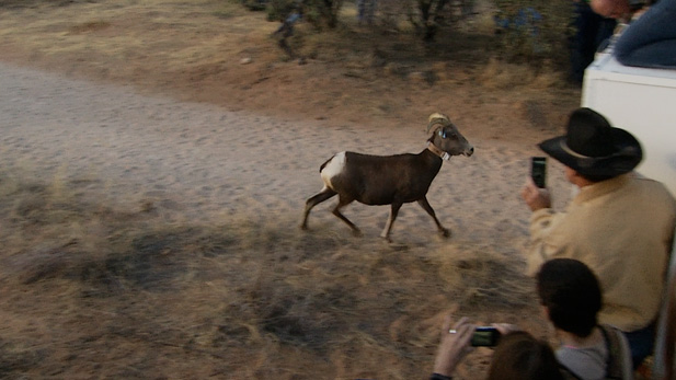 desert bighorn spot