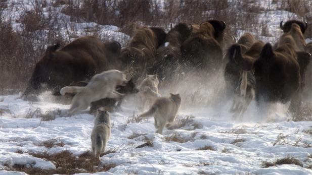 nature_wolves-buffalo_chase_spot