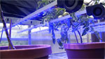 Plants are being grown under different colored UV lights to test their sensitivity to this synthetic energy source.