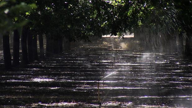 Orchard Sprinkler System SPOT