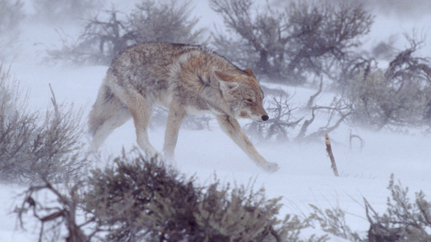 A coyote walks among sagebrush.