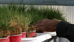 Patches of buffalo grass are being grown at the University of Arizona's School of Plant Sciences.