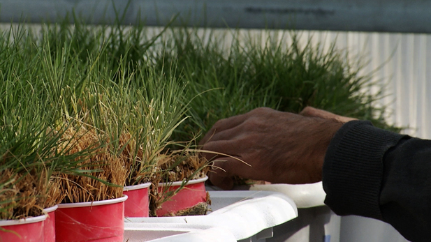 Patches of buffalo grass are being grown at the University of Arizona's School of Plant Sciences. 