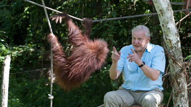 attenborough_with_orangutan_spot