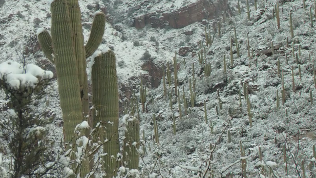 At Finger Rock Trailhead, Santa Catalina Mountains foothills, Feb. 21, 2013.