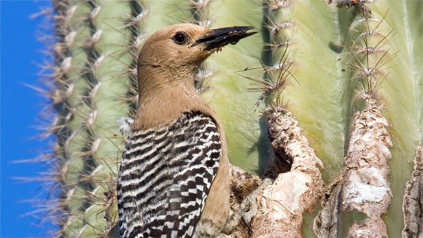 Woodpeckers are only one of the local species of birds that nest during the month of March.