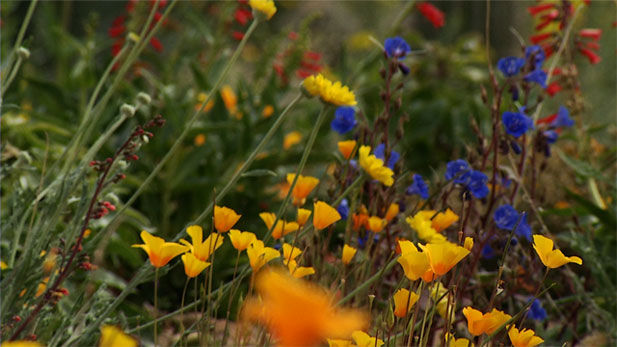 The plants that have survived, and even thrived, during the winter's cold spells at Tohono Chul Park are mostly native to the Sonoran Desert.