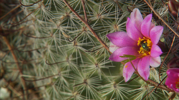 A saguaro cactus in the Grand Canyon National Park is in full bloom, displaying beautiful pink flowers. 