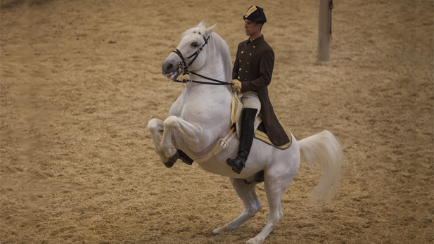 nature_wht_stallions_levade_spot