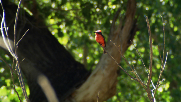 A bright red bird sits perched on a tree branch. 