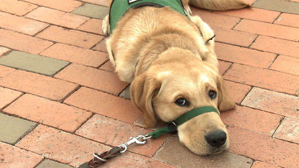 Bishop is a 7-month old trainee for Guide Dogs for the Blind.