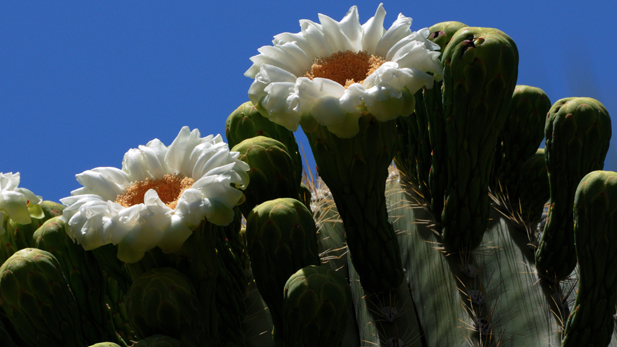 Saguaro blossoms spotlight