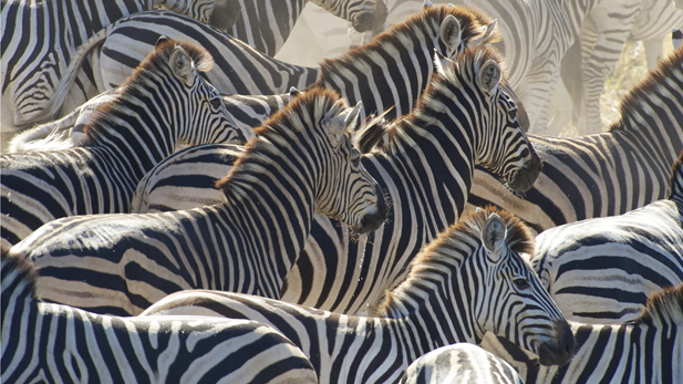A herd of zebra stampedes along the Boteti River. Makgadikgadi Pans National Park, Botswana.