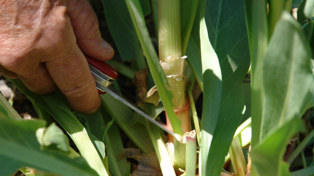 Harvesting wild rhubarb with a Swiss army knife