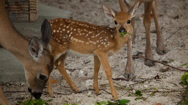 private_life_deer_fawn_spot