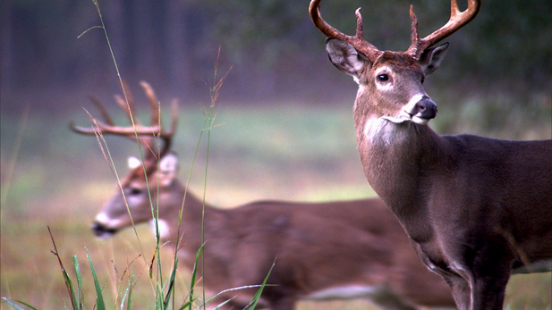 Two whitetail bucks venturing out during the rut.