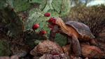 A desert tortoise snacks on a prickly pear fruit. somewhere the Sonoran Desert.