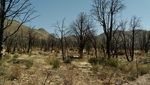 Once a flourishing part of the Coronado Forest, charred tress stand near Portal Arizona. A reminder of the Horseshoe 2 which fire ripped thorough thousands of acres of forest in the summer of 2011.