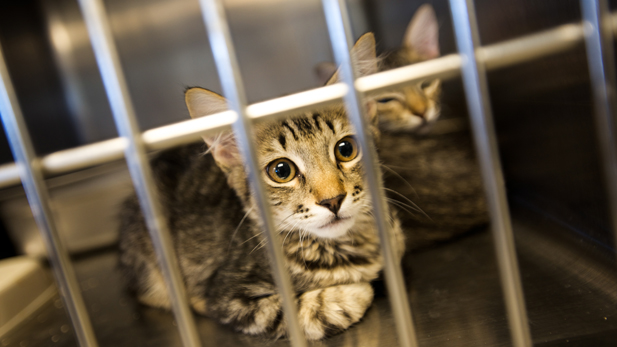 Cats at Pima Animal Care Center