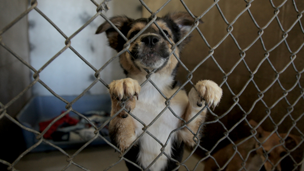 Pima Animal Care Center Overflowing with Animals - AZPM
