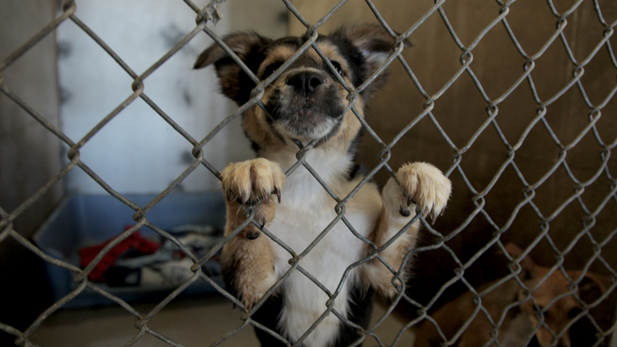 Puppy at the Pima Animal Care Center.