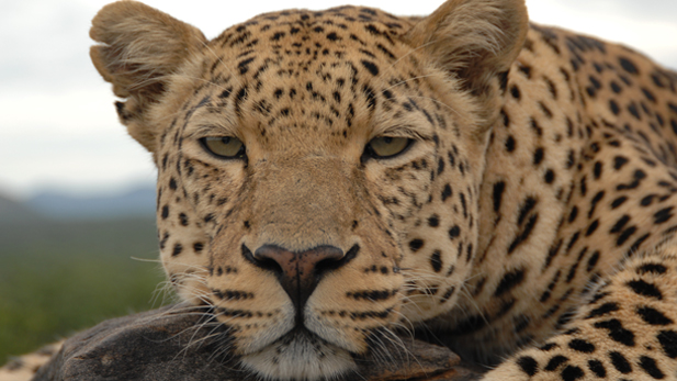 nature_leopard_spot