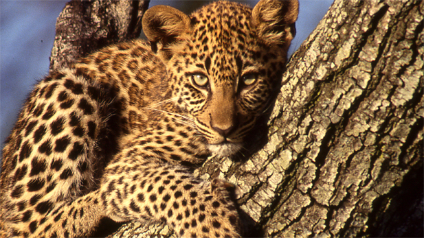 African leopard resting on tree branch and staring straight at the camera. 
