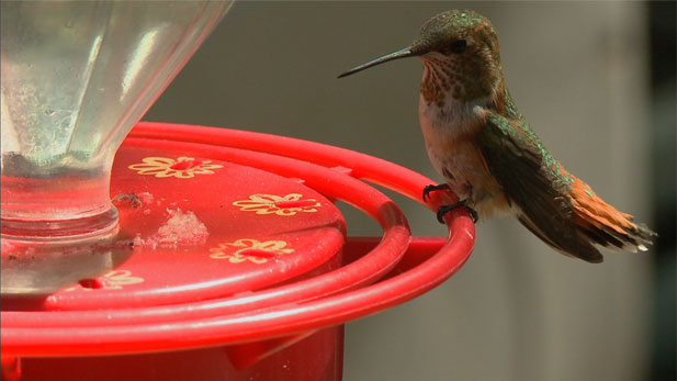 Hummingbird at feeder spot