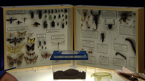 Wendy Moore, the curator of the University of Arizona Insect Collection show us the different types of arthropods that can be found in the Sky Islands territory of Arizona. 