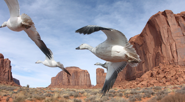 Snow geese flying through Monument Valley, USA