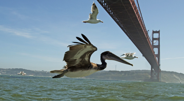 earthflight_pelicans_sfo_spot