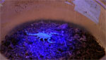 A new species of desert mountain scorpion found in the Catalina Mountains.
