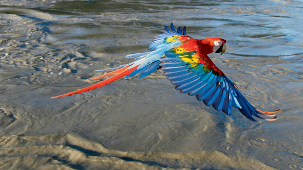 Scarlet Macaw in flight, Manu River, Peru