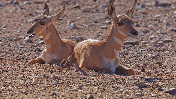 Sonoran Pronghorn SPOT