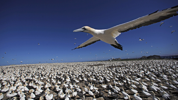 earthflight_africa-gannet_spot