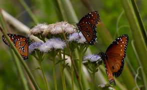 Native butterflies large