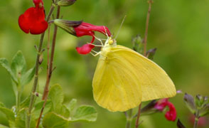 native butterflies large 2