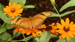Butterfly Wonderland near Scottsdale Arizona is the largest butterfly atrium in the nation and is home to hundreds of different species of these beautiful flying insects.