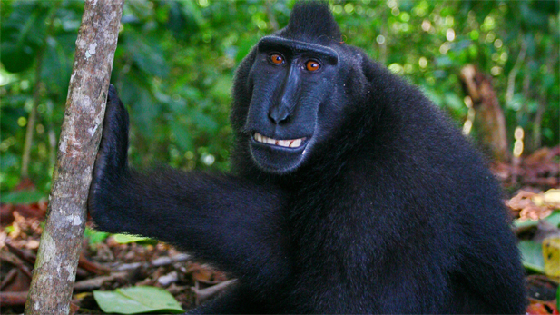 Male Crested Black Macaque.