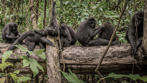 nat_funk_monkeys_grooming_spot